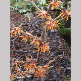 Shrubs ~ Hamamelis x intermedia 'Winter Beauty', Witch Hazel ~ Dancing Oaks Nursery and Gardens ~ Retail Nursery ~ Mail Order Nursery