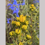 Helianthus 'Table Mountain'