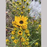Helianthus 'Table Mountain'