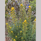 Helianthus 'Table Mountain'