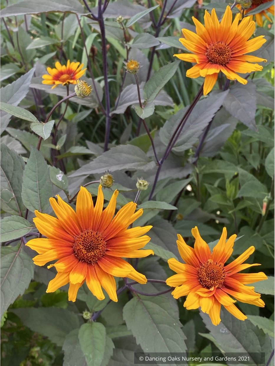 Perennials ~ Heliopsis helianthoides var. scabra 'Burning Hearts', Oxeye Daisy ~ Dancing Oaks Nursery and Gardens ~ Retail Nursery ~ Mail Order Nursery