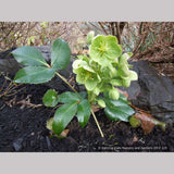 Perennials ~ Helleborus argutifolius, Corsican Hellebore, Lenten Rose ~ Dancing Oaks Nursery and Gardens ~ Retail Nursery ~ Mail Order Nursery