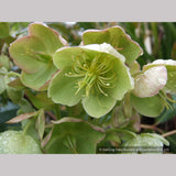 Perennials ~ Helleborus argutifolius, Corsican Hellebore, Lenten Rose ~ Dancing Oaks Nursery and Gardens ~ Retail Nursery ~ Mail Order Nursery
