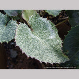 Perennials ~ Helleborus argutifolius Variegated Seedlings, Corsican Hellebore, Lenten Rose ~ Dancing Oaks Nursery and Gardens ~ Retail Nursery ~ Mail Order Nursery