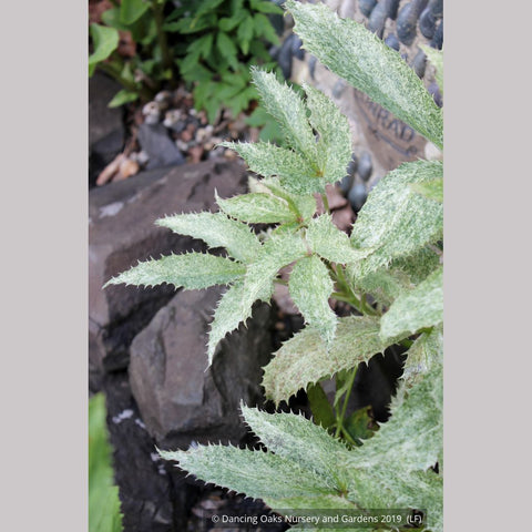 Perennials ~ Helleborus argutifolius Variegated Seedlings, Corsican Hellebore, Lenten Rose ~ Dancing Oaks Nursery and Gardens ~ Retail Nursery ~ Mail Order Nursery