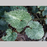 Perennials ~ Helleborus argutifolius Variegated Seedlings, Corsican Hellebore, Lenten Rose ~ Dancing Oaks Nursery and Gardens ~ Retail Nursery ~ Mail Order Nursery