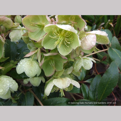 Perennials ~ Helleborus argutifolius, Corsican Hellebore, Lenten Rose ~ Dancing Oaks Nursery and Gardens ~ Retail Nursery ~ Mail Order Nursery