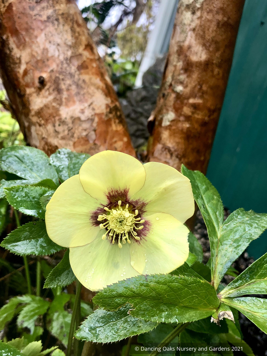 Helleborus 'Spanish Flare' HONEYMOON® series, Lenten Rose