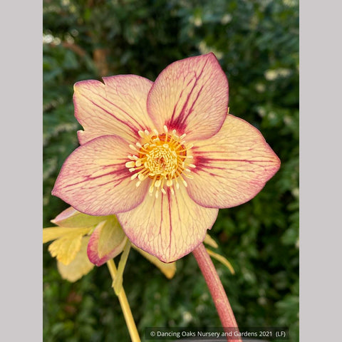 Perennials ~ Helleborus 'Tropical Sunset' HONEYMOON® series, Tropical Sunset Lenten Rose, Hellebore ~ Dancing Oaks Nursery and Gardens ~ Retail Nursery ~ Mail Order Nursery