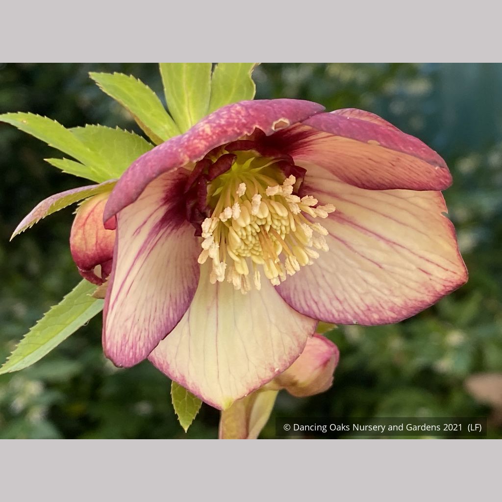 Helleborus HONEYMOON® series 'Tropical Sunset' , Tropical Sunset