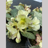 Perennials ~ Helleborus argutifolius 'Snow Fever', Snow Fever Lenten Rose ~ Dancing Oaks Nursery and Gardens ~ Retail Nursery ~ Mail Order Nursery