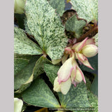 Perennials ~ Helleborus argutifolius 'Snow Fever', Snow Fever Lenten Rose ~ Dancing Oaks Nursery and Gardens ~ Retail Nursery ~ Mail Order Nursery