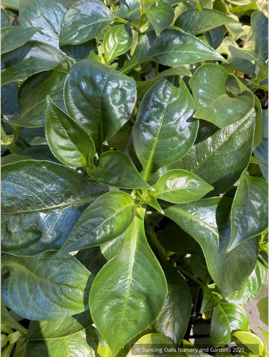 Hemiboea subcapitata, False Sinningia