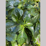 Hemiboea subcapitata, False Sinningia