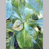 Perennials ~ Hemiboea subcapitata, False Sinningia ~ Dancing Oaks Nursery and Gardens ~ Retail Nursery ~ Mail Order Nursery