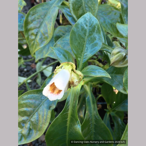 Perennials ~ Hemiboea subcapitata, False Sinningia ~ Dancing Oaks Nursery and Gardens ~ Retail Nursery ~ Mail Order Nursery