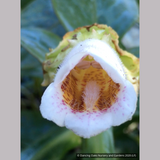 Perennials ~ Hemiboea subcapitata, False Sinningia ~ Dancing Oaks Nursery and Gardens ~ Retail Nursery ~ Mail Order Nursery