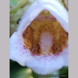 Perennials ~ Hemiboea subcapitata, False Sinningia ~ Dancing Oaks Nursery and Gardens ~ Retail Nursery ~ Mail Order Nursery