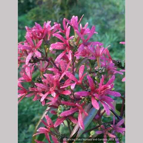 Trees ~ Heptacodium miconioides, Seven-son flower ~ Dancing Oaks Nursery and Gardens ~ Retail Nursery ~ Mail Order Nursery