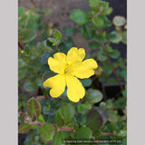 Shrubs ~ Hibbertia aspera, Rough Guinea Flower ~ Dancing Oaks Nursery and Gardens ~ Retail Nursery ~ Mail Order Nursery
