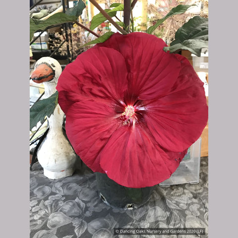 Perennials ~ Hibiscus 'Mars Madness' PPAF, Hardy Hibiscus ~ Dancing Oaks Nursery and Gardens ~ Retail Nursery ~ Mail Order Nursery