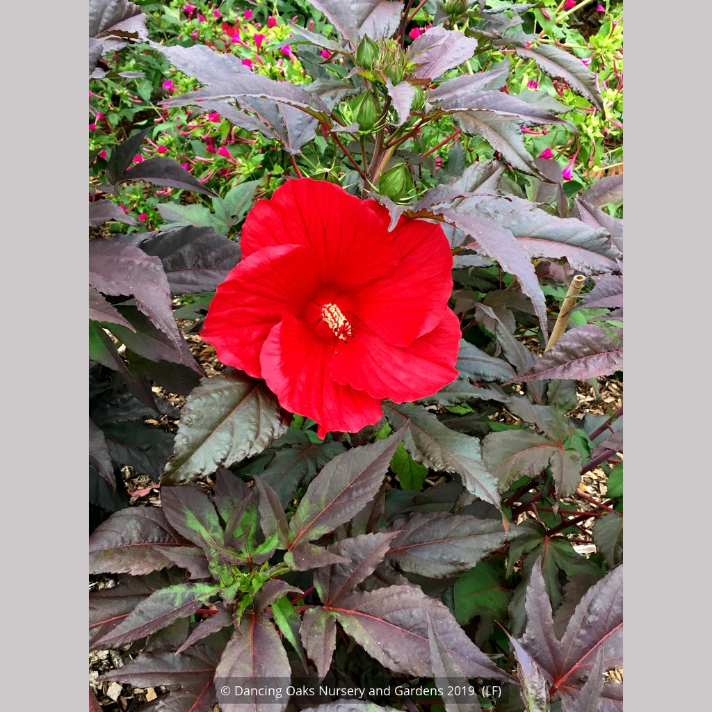 Hibiscus 'Midnight Marvel', Hardy Hibiscus – Dancing Oaks Nursery and ...