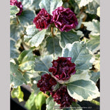 Hibiscus syriacus 'Purpureus Variegatus', Variegated Rose of Sharon