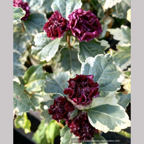 Hibiscus syriacus 'Purpureus Variegatus', Variegated Rose of Sharon