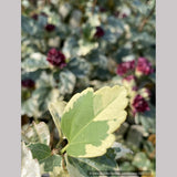Hibiscus syriacus 'Purpureus Variegatus', Variegated Rose of Sharon