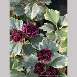 Hibiscus syriacus 'Purpureus Variegatus', Variegated Rose of Sharon
