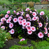 Perennials ~ Hibiscus 'Starry Starry Night' PPAF, Hardy Hibiscus ~ Dancing Oaks Nursery and Gardens ~ Retail Nursery ~ Mail Order Nursery