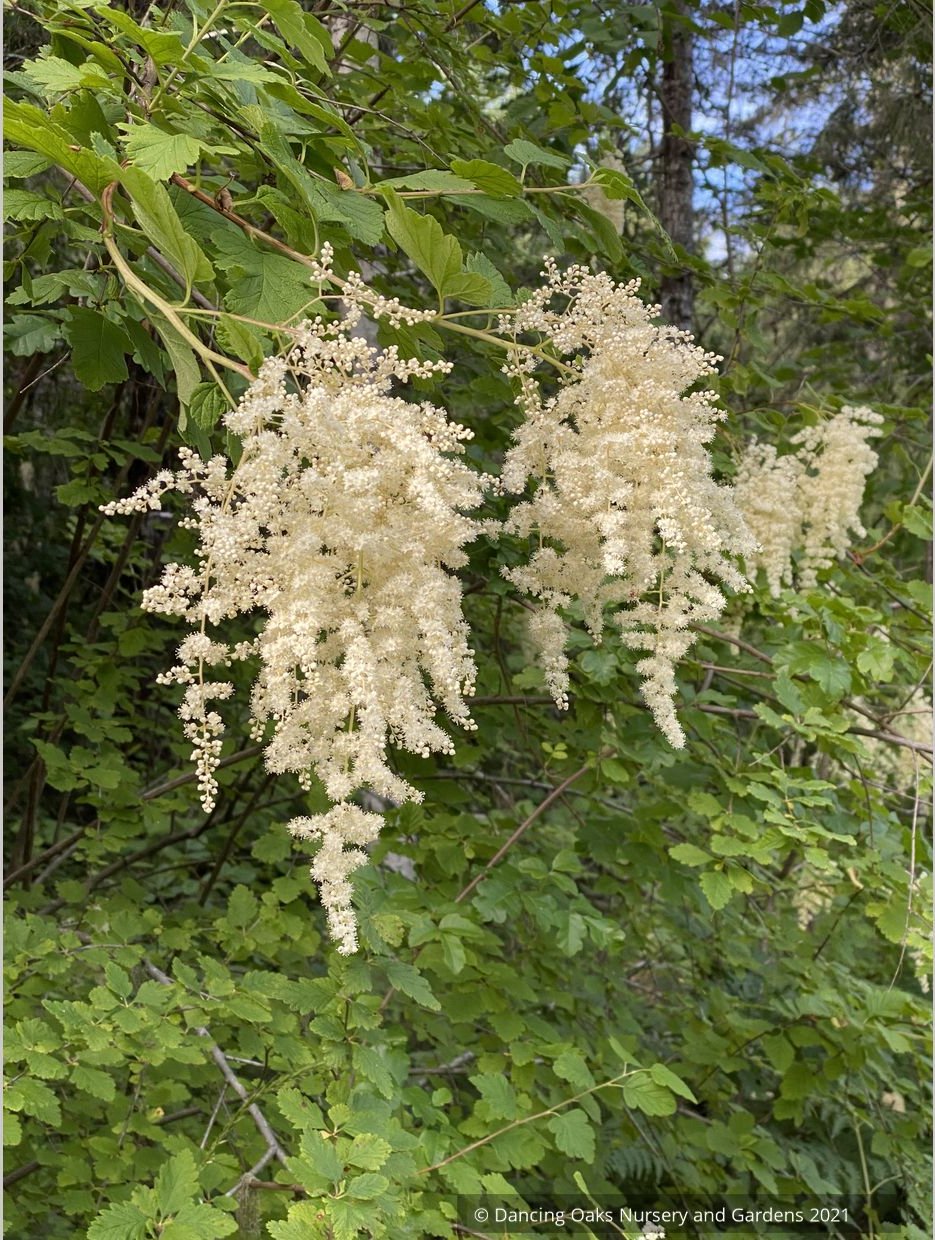 Holodiscus discolor, Ocean Spray