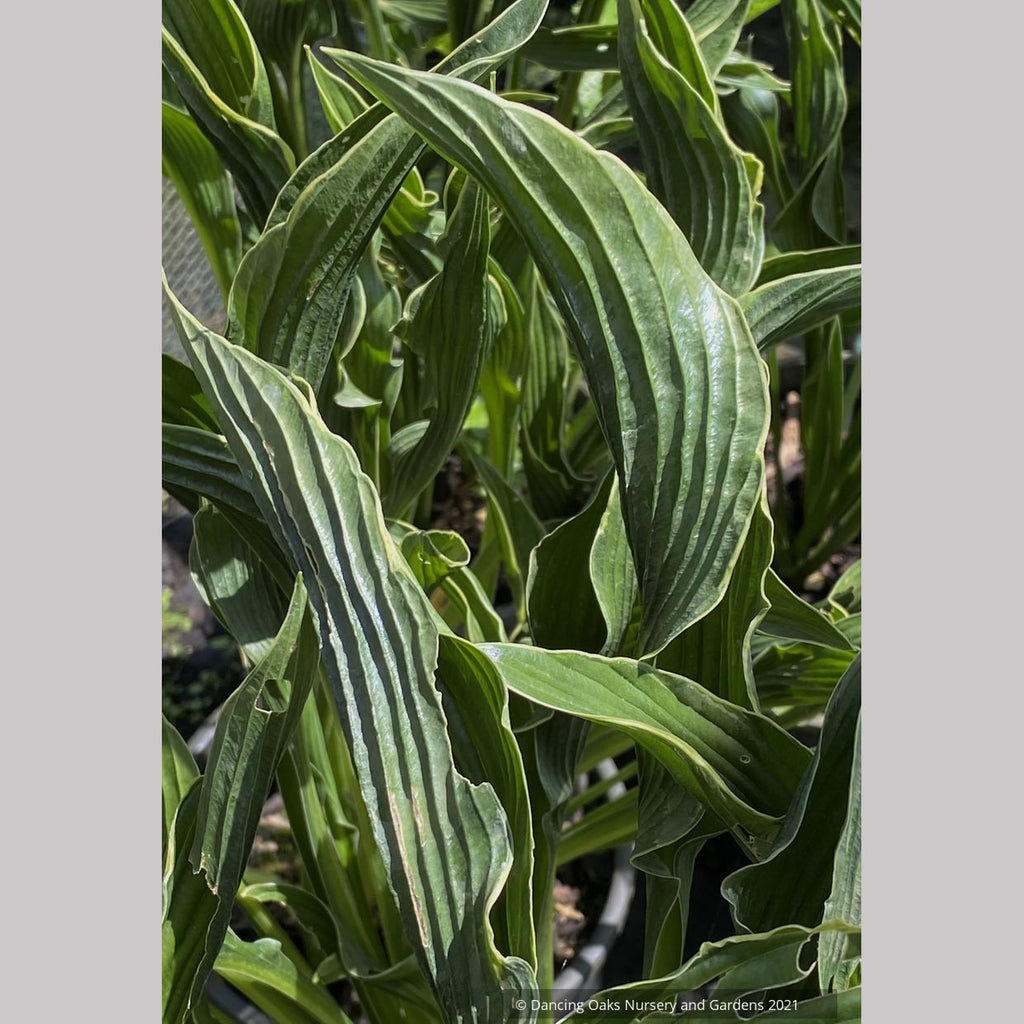 praying hands hosta plant Hosta 'Praying Hands' – Dancing Oaks Nursery and Gardens