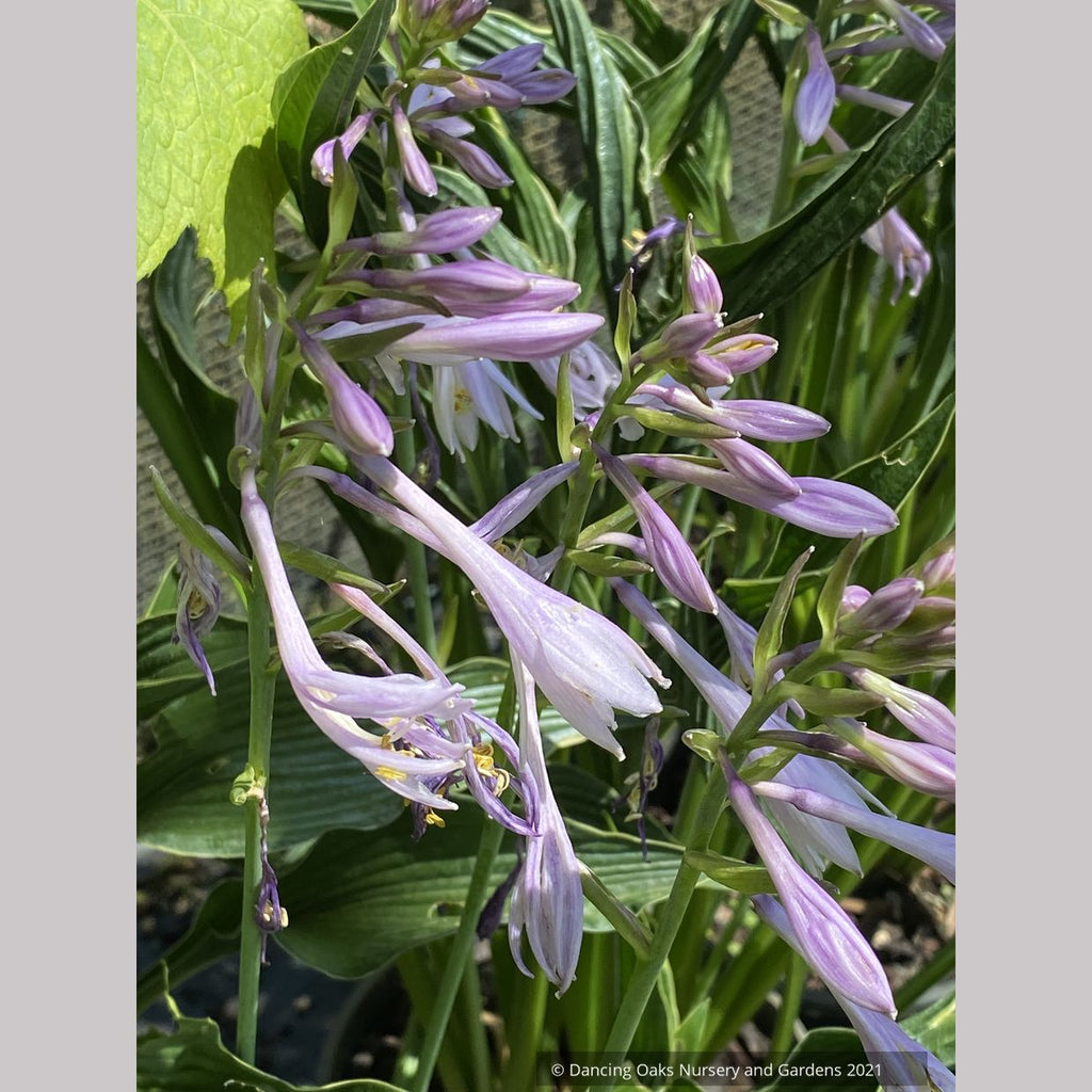 hosta praying plant Hosta 'Praying Hands' – Dancing Oaks Nursery and Gardens