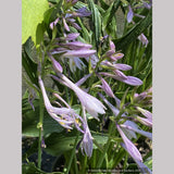 Hosta 'Praying Hands'