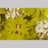 Shrubs ~ Hydrangea quercifolia 'Little Honey', Oak Leaf Hydrangea ~ Dancing Oaks Nursery and Gardens ~ Retail Nursery ~ Mail Order Nursery