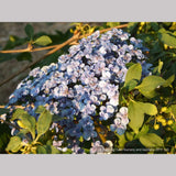 Shrubs ~ Hydrangea macrophylla 'Ayesha', Mophead Hydrangea ~ Dancing Oaks Nursery and Gardens ~ Retail Nursery ~ Mail Order Nursery