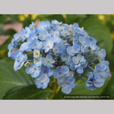 Shrubs ~ Hydrangea macrophylla 'Ayesha', Mophead Hydrangea ~ Dancing Oaks Nursery and Gardens ~ Retail Nursery ~ Mail Order Nursery