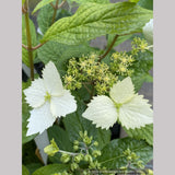 Shrubs ~ Hydrangea angustipetala 'MonLongShou', aka Hydrangea Golden Crane ~ Dancing Oaks Nursery and Gardens ~ Retail Nursery ~ Mail Order Nursery