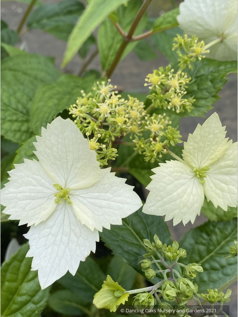 Shrubs ~ Hydrangea angustipetala 'MonLongShou', aka Hydrangea Golden Crane ~ Dancing Oaks Nursery and Gardens ~ Retail Nursery ~ Mail Order Nursery