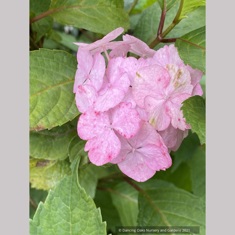 Shrubs ~ Hydrangea 'Preziosa', Mophead Hydrangea ~ Dancing Oaks Nursery and Gardens ~ Retail Nursery ~ Mail Order Nursery