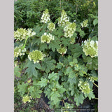 Shrubs ~ Hydrangea quercifolia 'Ruby Slippers', Oakleaf Hydrangea ~ Dancing Oaks Nursery and Gardens ~ Retail Nursery ~ Mail Order Nursery