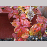 Shrubs ~ Hydrangea scandens 'Fragrant Splash', Hydrangea ~ Dancing Oaks Nursery and Gardens ~ Retail Nursery ~ Mail Order Nursery