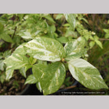 Shrubs ~ Hydrangea scandens 'Fragrant Splash', Hydrangea ~ Dancing Oaks Nursery and Gardens ~ Retail Nursery ~ Mail Order Nursery