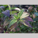 Shrubs ~ Hydrangea scandens 'Fragrant Splash', Hydrangea ~ Dancing Oaks Nursery and Gardens ~ Retail Nursery ~ Mail Order Nursery