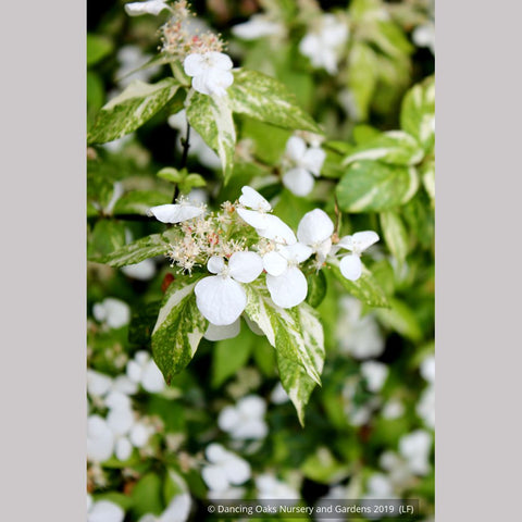 Shrubs ~ Hydrangea scandens 'Fragrant Splash', Hydrangea ~ Dancing Oaks Nursery and Gardens ~ Retail Nursery ~ Mail Order Nursery