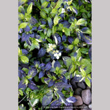 Shrubs ~ Hydrangea scandens 'Fragrant Splash', Hydrangea ~ Dancing Oaks Nursery and Gardens ~ Retail Nursery ~ Mail Order Nursery
