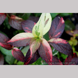 Shrubs ~ Hydrangea scandens 'Fragrant Splash', Hydrangea ~ Dancing Oaks Nursery and Gardens ~ Retail Nursery ~ Mail Order Nursery