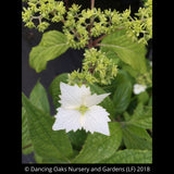 Shrubs ~ Hydrangea angustipetala 'MonLongShou', aka Hydrangea Golden Crane ~ Dancing Oaks Nursery and Gardens ~ Retail Nursery ~ Mail Order Nursery