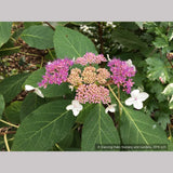 Shrubs ~ Hydrangea aspera 'Kawakamii', Lace Cap Hydrangea ~ Dancing Oaks Nursery and Gardens ~ Retail Nursery ~ Mail Order Nursery